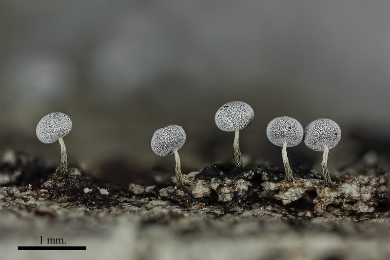 Physarum album